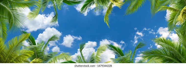 Panoramic Sky And Palm Branches