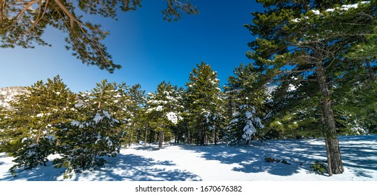 Panoramic of a snow covered pine tree forest on a clear day surrounded by mountains in Turkey