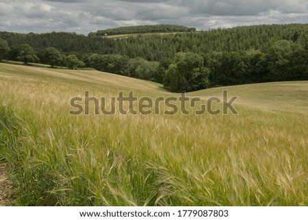 Panoramic Summer View with a Cloudy Sky, Woodland and a Wheat Field in the Rural Devon Countryside, England, UK