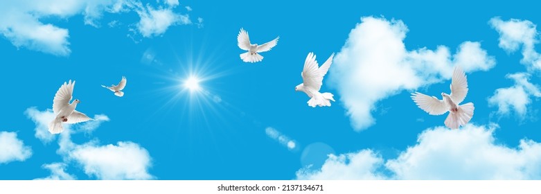 Panoramic Sunny Sky And White Pigeons. Outdoor Landscape And Flying Birds