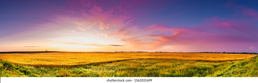 Panoramic sunrise over a Dakota Wheat field with blue and Magenta sky green grass and golden wheat
