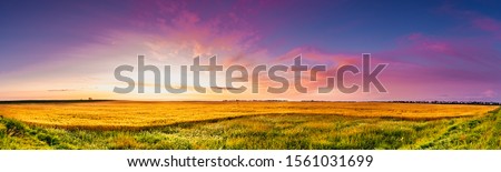 Panoramic sunrise over a Dakota Wheat field with blue and Magenta sky green grass and golden wheat