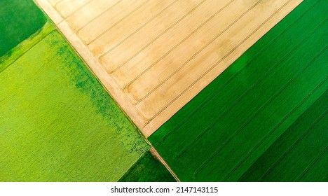 Panoramic top view of different agricultural fields. Parts of yellow wheat field, green sunflower field and fields with other agricultural plants. Aerial drone view. Agrarian agricultural landscape - Powered by Shutterstock