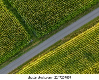 Panoramic top view parts of different agricultural fields.Yellow-green corn field and fields with other green agricultural plants. Dirt road between fields. High quality photo