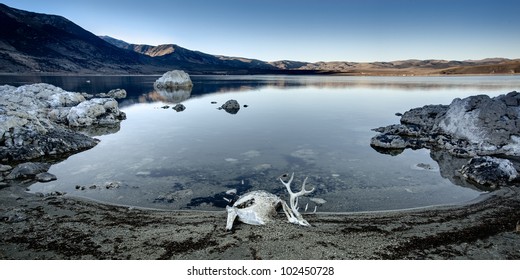 Panoramic Of Toxic Mono Lake, CA And A Body Of A Dead Dear.