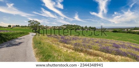 Panoramic travel landscape in Provence, France. Blooming lavender flowers and meadow field under blue sunny sky clouds. Idyllic serenity nature, inspire colorful countryside tranquil road, lonely tree