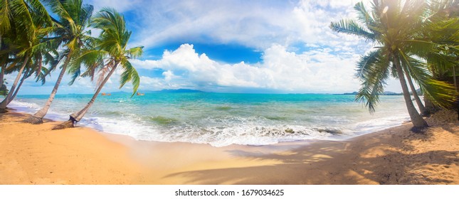 Panoramic Tropical Beach With Coconut Palm