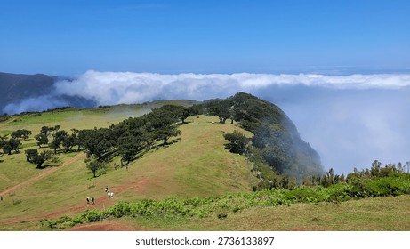Panoramic View Above the Clouds: Green Hills and Ancient Trees in Fanal Forest Madeira