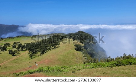 Panoramic View Above the Clouds: Green Hills and Ancient Trees in Fanal Forest Madeira