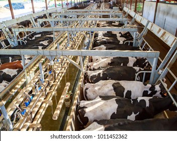 Panoramic view from above of a modern dairy farm. Holstein dairy cows are lined up in stabling during milking.