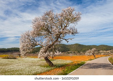 Panoramic view of almond blossoms in orchard in the beginning of the spring in Ibiza, Spain