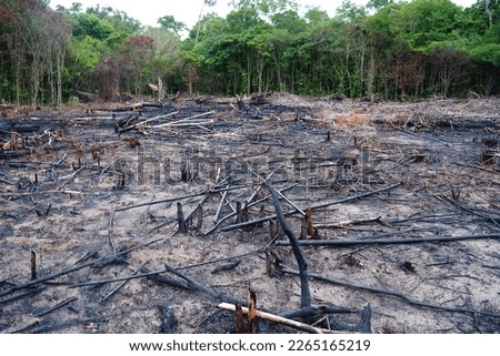 Panoramic view of an Amazon rainforest area recently destroyed by slash and burn. The flora and fauna will not return, only cassava cultivation for a short time, then sand desert. Novo Airao, Brazil.