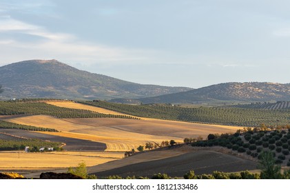 Panoramic view of the Andalusian countryside with hills full of olive trees and fields of already harvested cereals - Shutterstock ID 1812133486