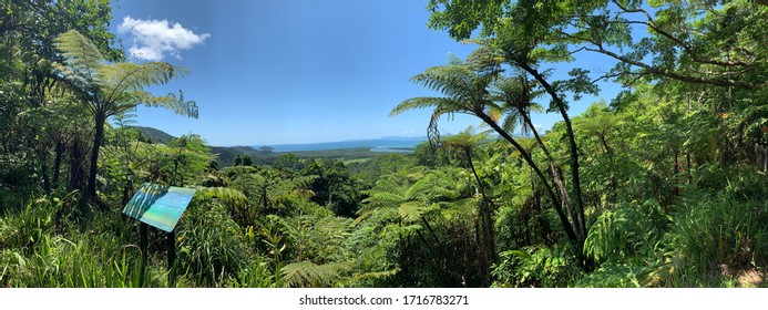 Panoramic View Of An Australian Rainforest.