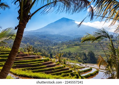 panoramic view of balinese rice terraces fields plantations with volcano in bali indonesia