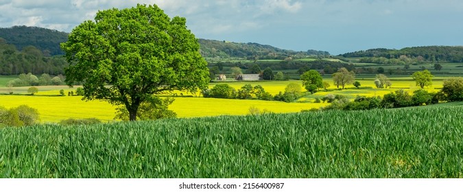 Panoramic view of the beautiful countryside around the rural hamlet of Kilburn, near Thirsk in North Yorkshire, with large oak tree surrounded by colourful growing crops, barns and green fields. 