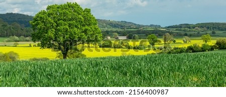 Panoramic view of the beautiful countryside around the rural hamlet of Kilburn, near Thirsk in North Yorkshire, with large oak tree surrounded by colourful growing crops, barns and green fields. 