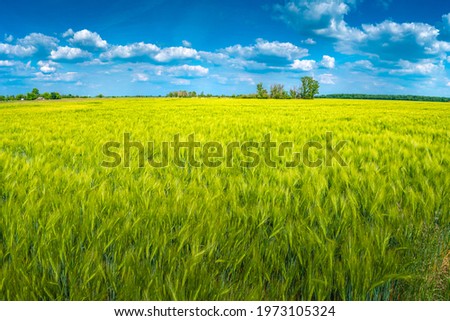 Similar – Image, Stock Photo cornfield Environment