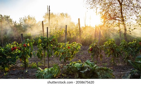 panoramic view of bell pepper bushes tied to wooden stakes and illuminated by sun rays in home garden in autumn sunset - Powered by Shutterstock