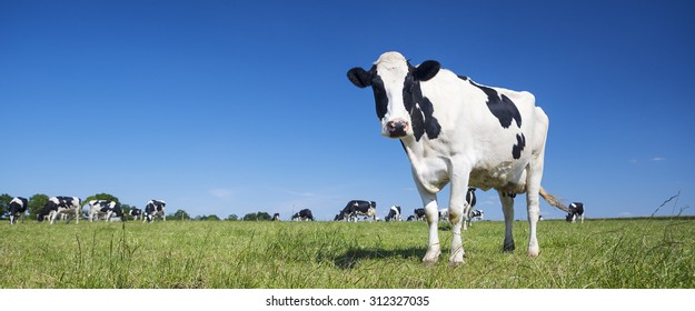Panoramic view of black and white cow on green grass.