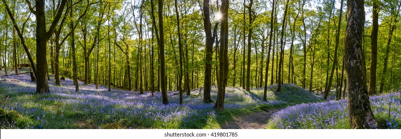 Panoramic view of Bluebell carpet's in Fishgarth Wood, Ambleside, Lake District, UK. - Powered by Shutterstock