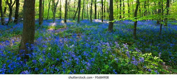 A panoramic view of a bluebell wood at the height of its bloom, with a carpet of bluebells and lush baby green leaves on the trees. Photo taken in Cowleaze wood, Oxfordshire.