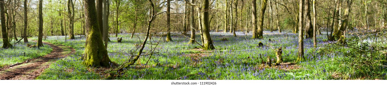 Panoramic view of Bluebells in wood, springtime in Surrey, England