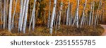 Panoramic view of bright color autumn trees in Utah countryside.