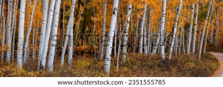 Panoramic view of bright color autumn trees in Utah countryside.