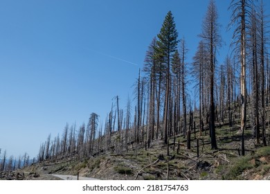 Panoramic view of a burnt portion of the forest along highway 120 towards Yosemite National Park, California, USA.