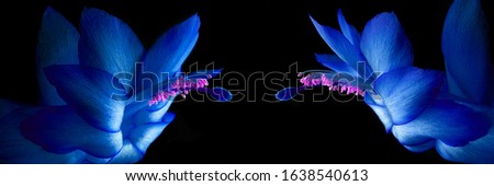 Panoramic view of a cactus flower in blue color on a black background with a pink macro pollen