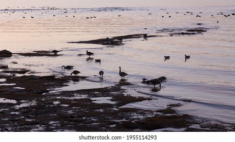 Panoramic View Of Canada Geese Wading And Rooting For Food In Muddy St. Lawrence River Bank In The Early Spring During A Mauve Dawn, Cap-Rouge Area, Quebec City, Quebec, Canada