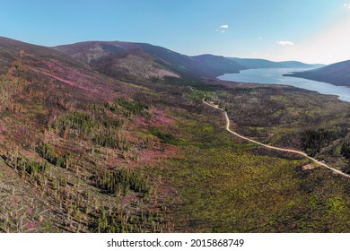 Panoramic view of Canadian landscape in summer time with beautiful pink flowers blooming across the sub-arctic landscape with road and lake in view. Forest regenerating after wild fire. 