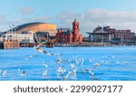 Panoramic view of the Cardiff Bay with seagull - Cardiff, Wales
