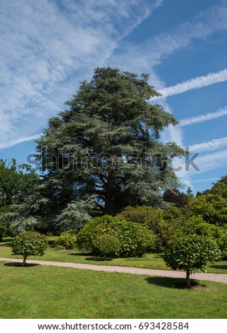 Panoramic View with a Cedar Tree (Cedrus) in Parkland in Rural Somerset, England, UK