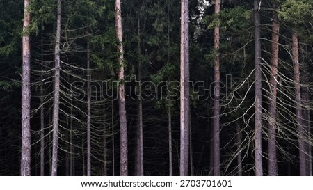 panoramic view of coniferous trees in the dark pine forest
