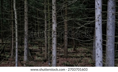 panoramic view of coniferous trees in the dark pine forest