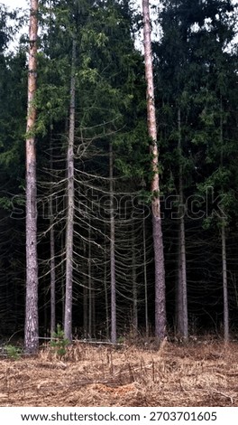 panoramic view of coniferous trees in the dark pine forest
