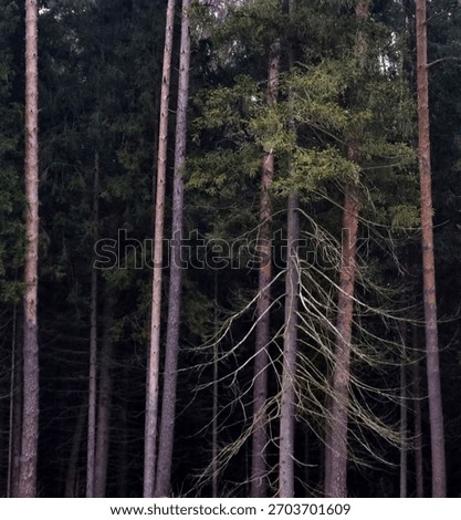 panoramic view of coniferous trees in the dark pine forest