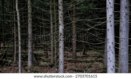 panoramic view of coniferous trees in the dark pine forest
