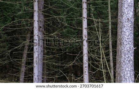 panoramic view of coniferous trees in the dark pine forest
