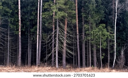 panoramic view of coniferous trees in the dark pine forest