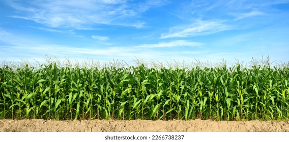 Panoramic view of Corn field plantation with blue sky background.