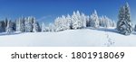 A panoramic view of the covered with frost trees in the snowdrifts. Magical winter forest. Natural landscape with beautiful sky. The revival of the planet.