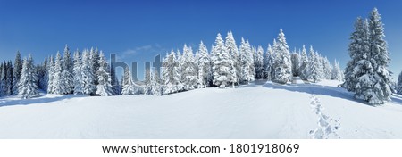A panoramic view of the covered with frost trees in the snowdrifts. Magical winter forest. Natural landscape with beautiful sky. The revival of the planet.