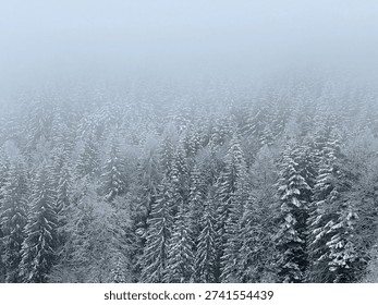 Panoramic view of a dense pine forest covered in fresh snow disappearing into thick winter fog. Cold atmospheric landscape with frosted evergreen trees, soft light and moody seasonal ambiance. Ideal for background, climate, nature and winter concept designs