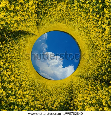 Panoramic view from drone, small planet and blue sky around the globe. Bright yellow field with rapeseed flowers.