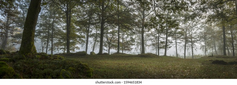 A Panoramic View Of An Eerie Mysterious And Foggy Forest - Perfect For Dark Horror Scenarios