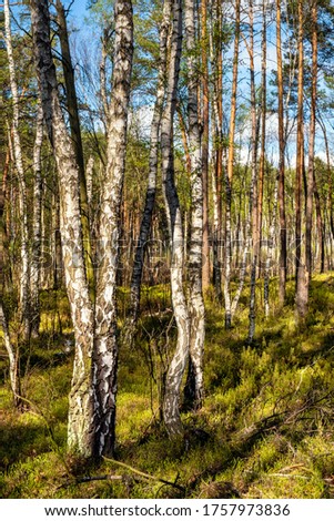 Panoramic view of european mixed forest thicket with spring vivid vegetation at Dlugie Bagno wetland plateau near Palmiry town in central Mazovia region of Poland Zdjęcia stock © 
