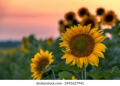 Panoramic view of evening sunflower field and sunset at the horizon. Sunflower heads on the foreground close up. - Powered by Shutterstock